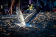 2019 UCI Anteater Archery End of Year Picnic