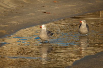Laguna Berach Birds
