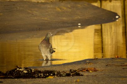 Laguna Berach Birds