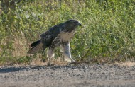 Hawk at Rancho Capistrano