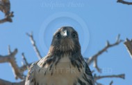Hawk at Rancho Capistrano